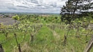 Sivice (4)