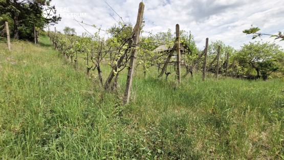 Sivice (3)