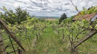 Sivice (5)