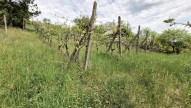 Sivice (3)