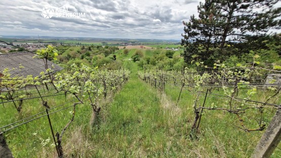 Sivice (4)