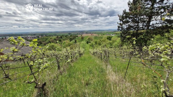 Sivice (11)