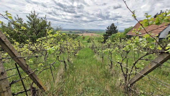 Sivice (5)