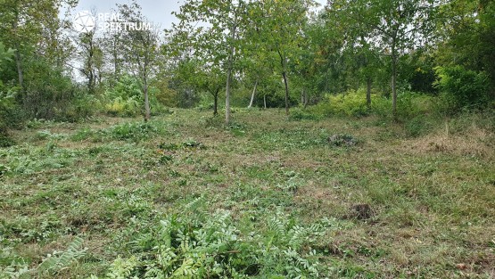 Bosonohy Křivánky_2