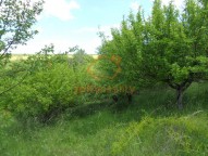 DSCN0986