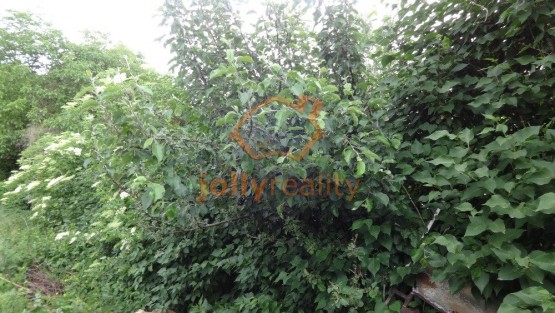 DSC07429