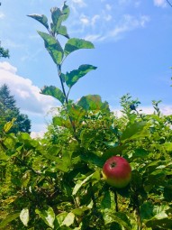 prodej-pozemky-zahrady-0m2-brno-ivanovice-img-2577-cc9e36