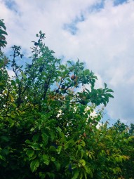 prodej-pozemky-zahrady-0m2-brno-ivanovice-img-2610-97d4f9