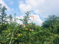 prodej-pozemky-zahrady-0m2-brno-ivanovice-img-2625-659d05