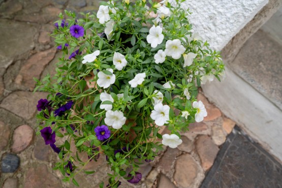 DSC_8873.jpg