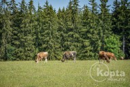 koptareality-onensvet-photobydobnerova24.jpg