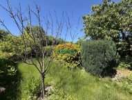 IMG_2060.jpeg